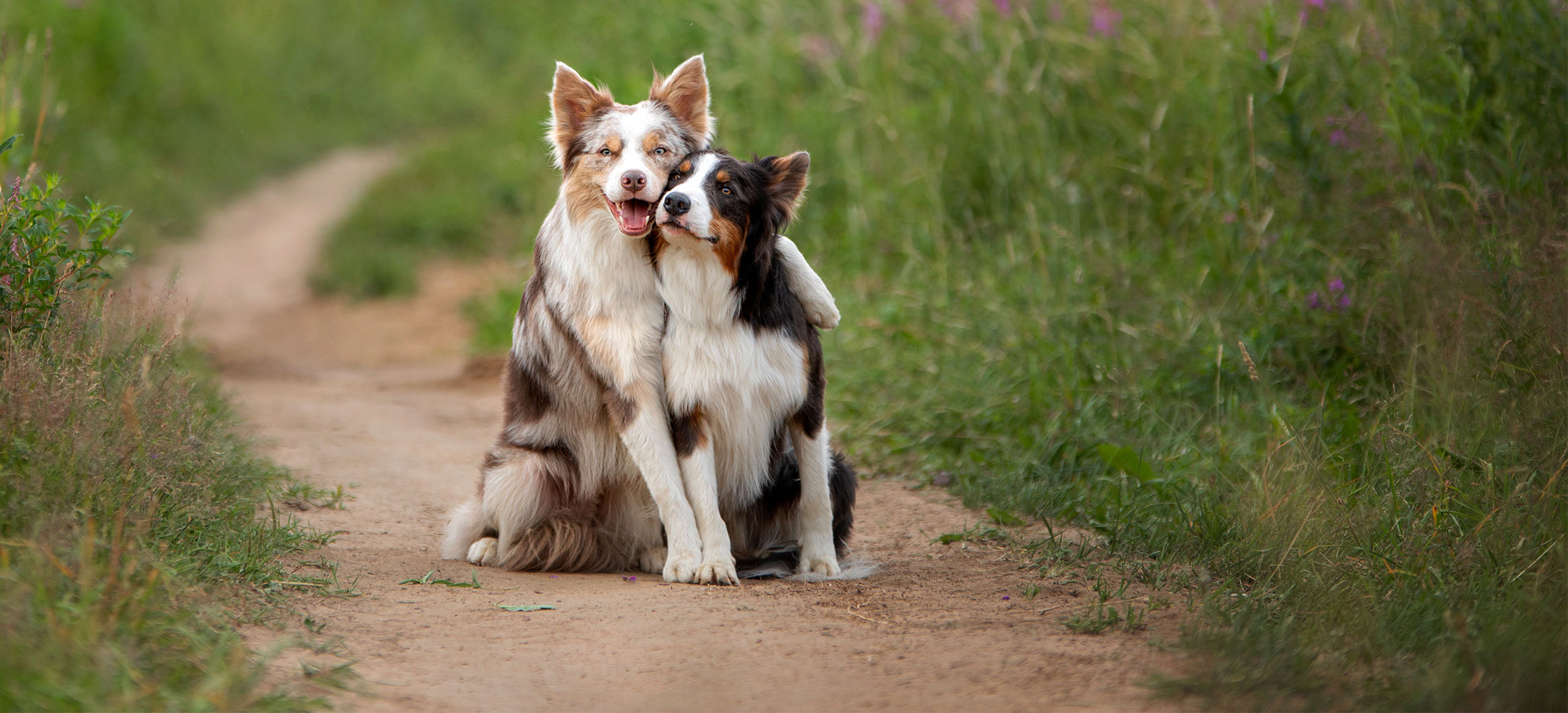 Request Appointment Animal Medical Center of Woodland Park