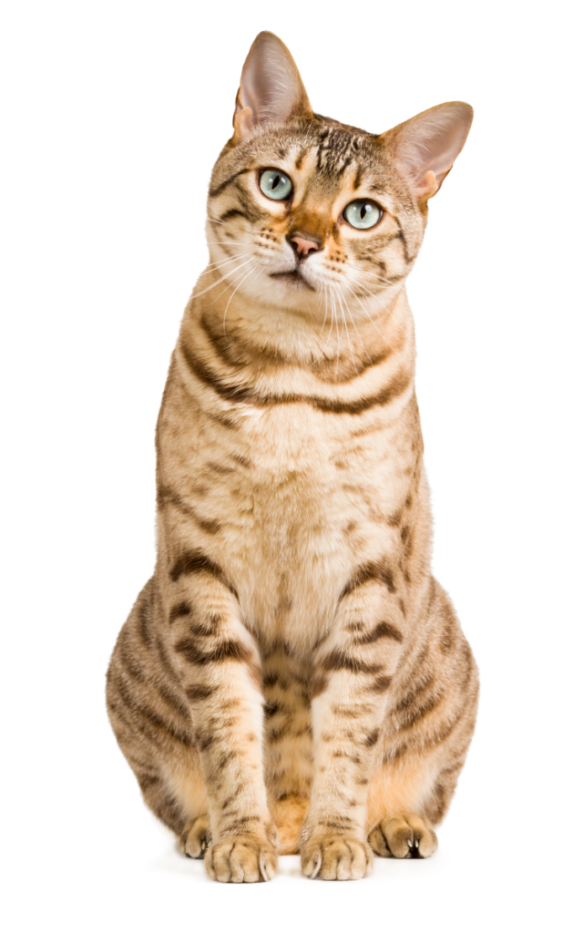 brown tabby cat with head tilted to the side